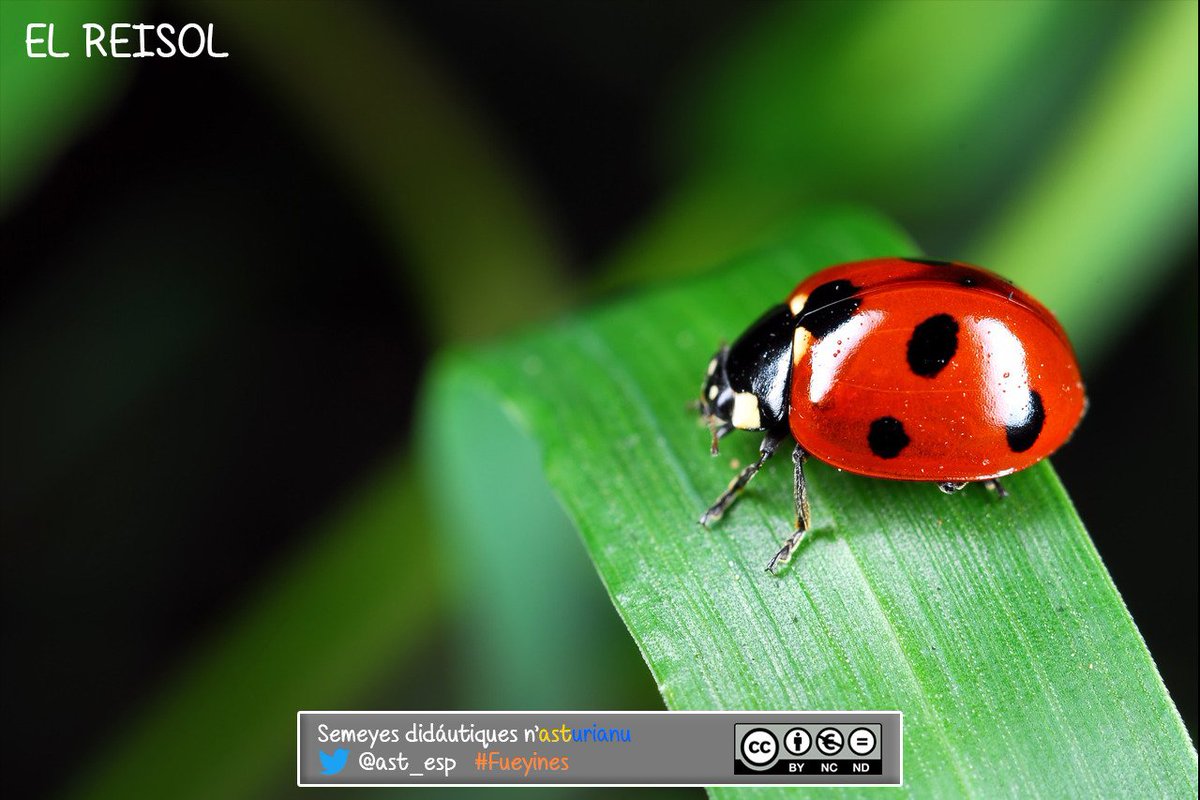 Nᵘ 26 de #Fueyines. Inofensivos y efeutivos escontra'l pulgón.