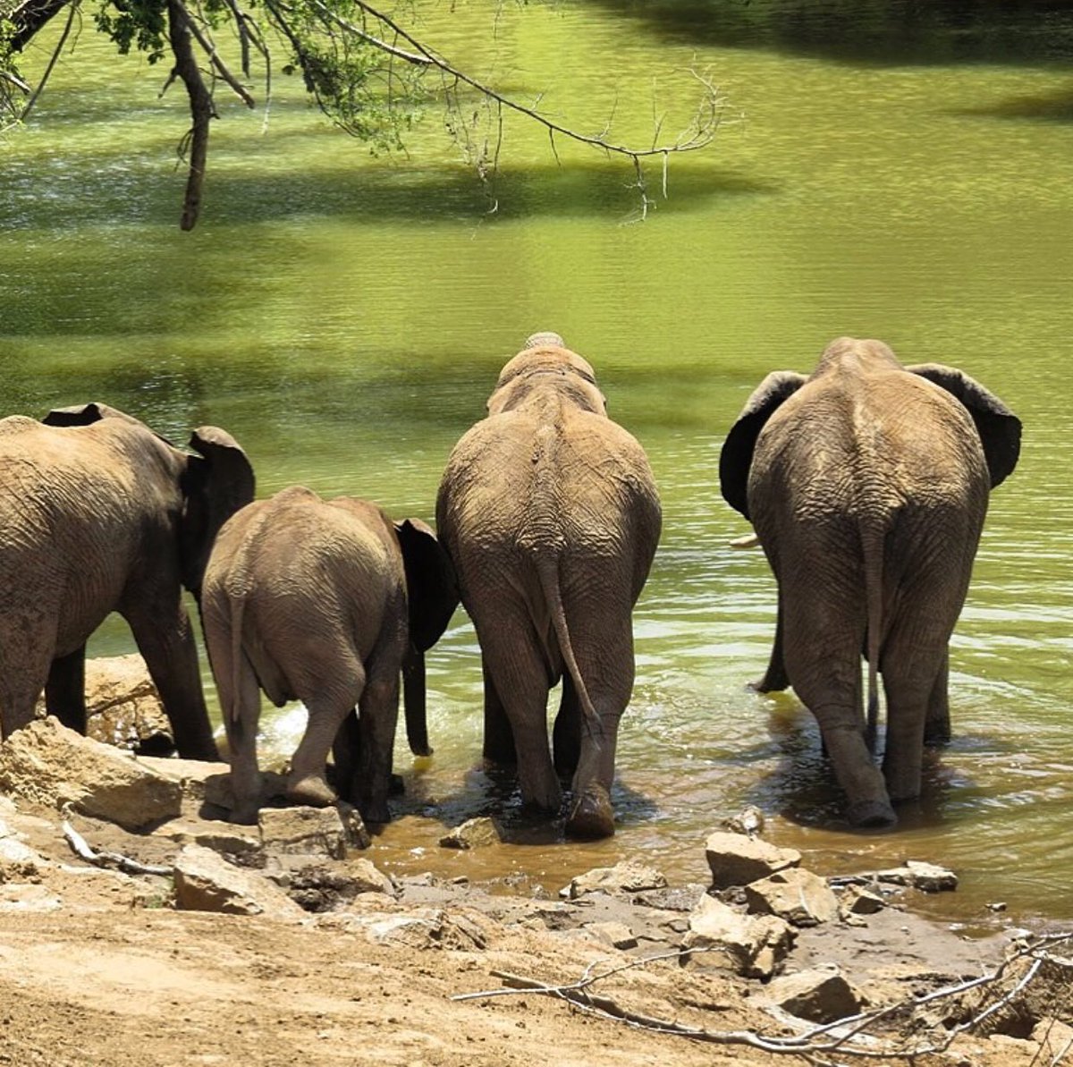 PRGameBreeding's tweet image. #Thirsty #Thursdays in the @madikweconservancy 🐘 🐘 
#PurpleRainGameBreeding
#PurpleRainGameBreedingInformation
#PurpleRainGameBreedingSouthAfrica
#GameBreedersSouthAfrica
#GameBreedersLimpopo
#Sunset
#Elephants 
#Travel
#Africa
#Wanderlust