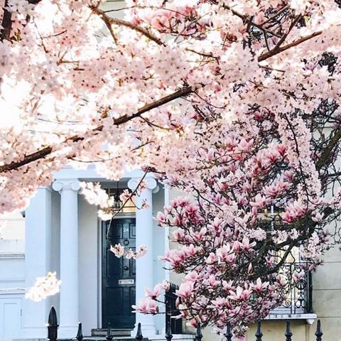 JasonPowers20's tweet photo. Woke up with the desire to go Sakura hunting in Japan! 🌸 桜 🇯🇵 桜 🌸 • • #JDM  #nature  #happiness  #spring   #桜  #love  #japan  #trees  #springtime  #triptime  #planneraddict  #p ̢̩̗̦̘̲̦̈ͣ̿̓ͭ̚
Austin, Texas

#repost #rss #feature #analyst https://t.co/mgNDuIeDm6