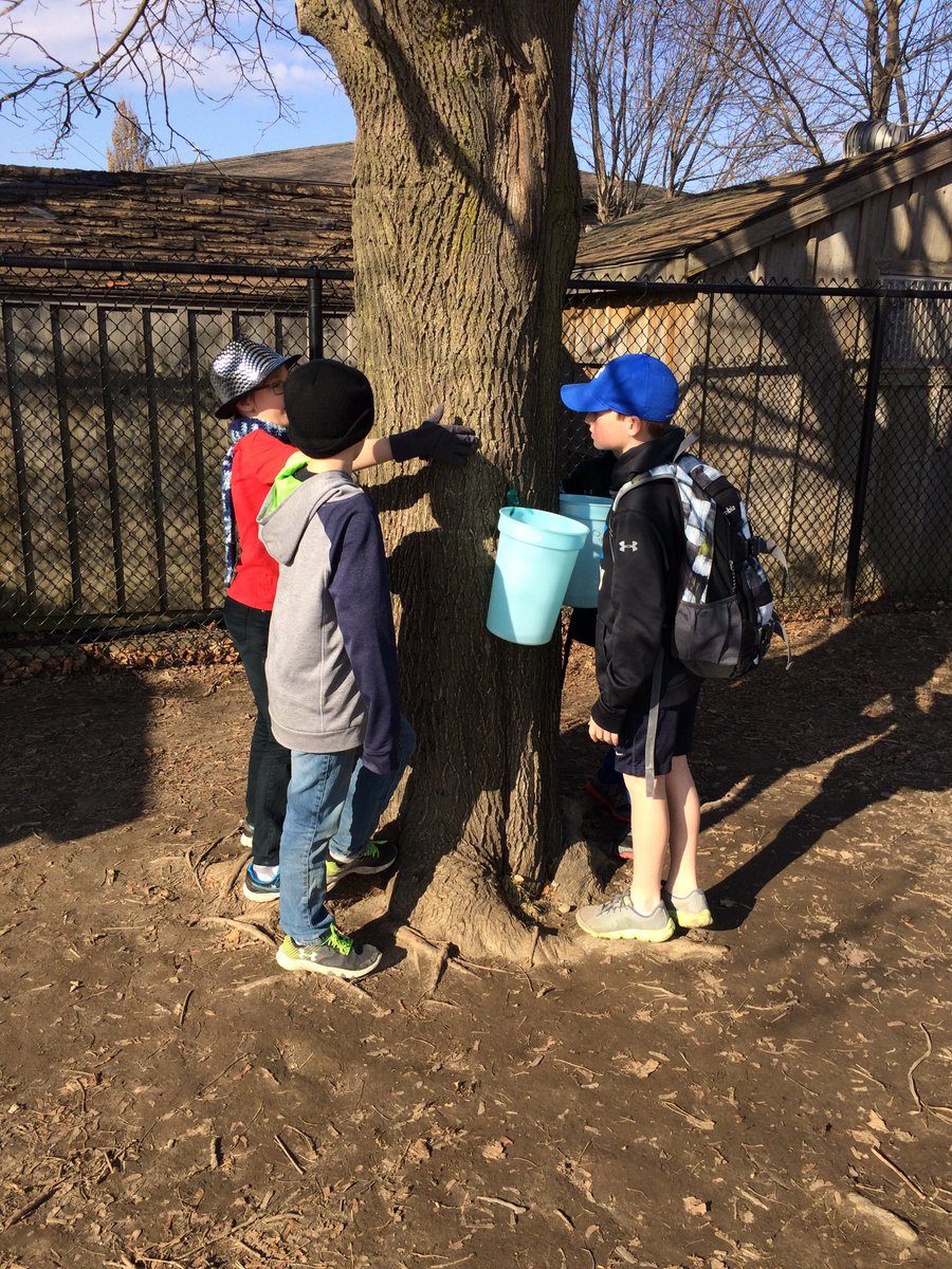 msfbosse's tweet image. Sap is running!  Feels like Spring. Thanks Larry and Coyote. #GetOutside #learningissweet