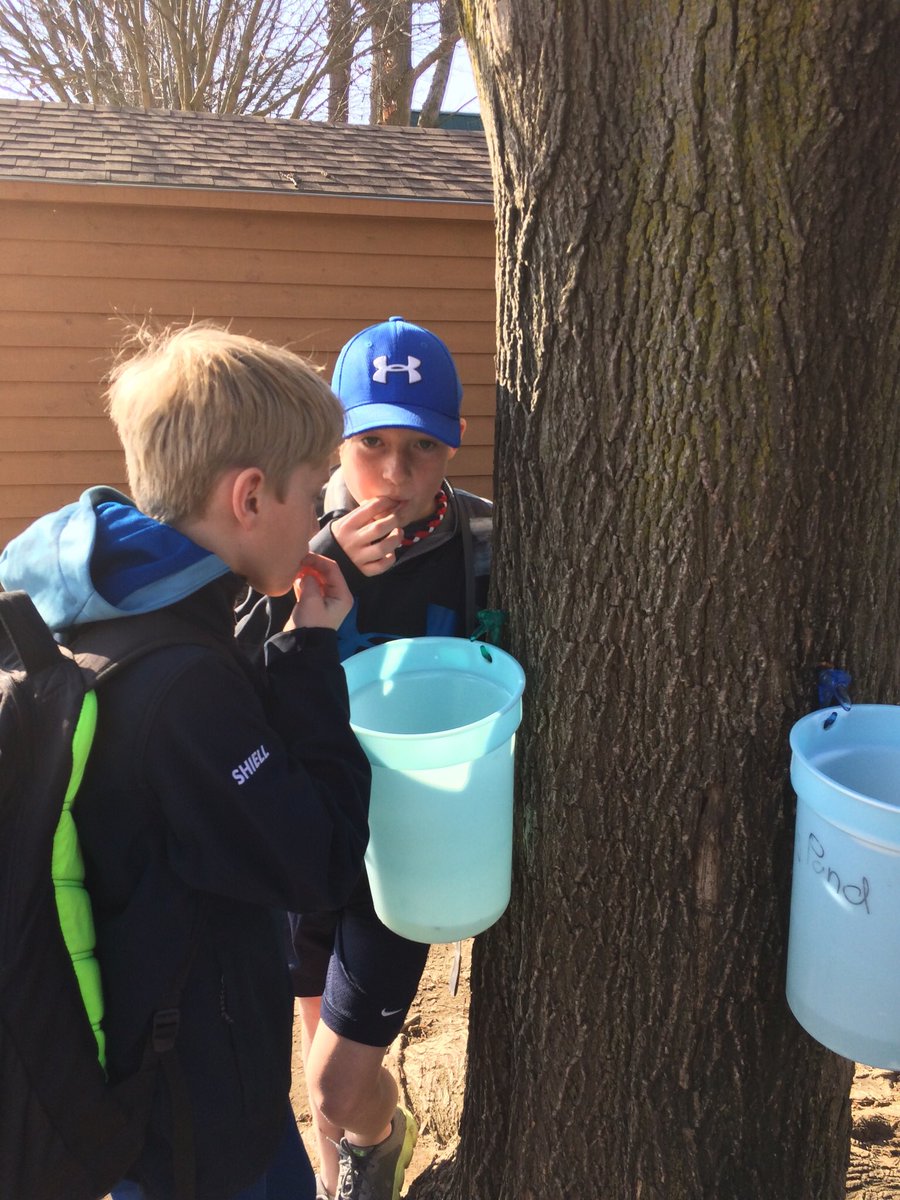 msfbosse's tweet image. Sap is running!  Feels like Spring. Thanks Larry and Coyote. #GetOutside #learningissweet