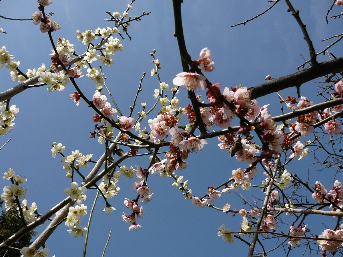 ヒカルさんがフリー画像をupするだけのアカウント Hikarufreephoto Twitter