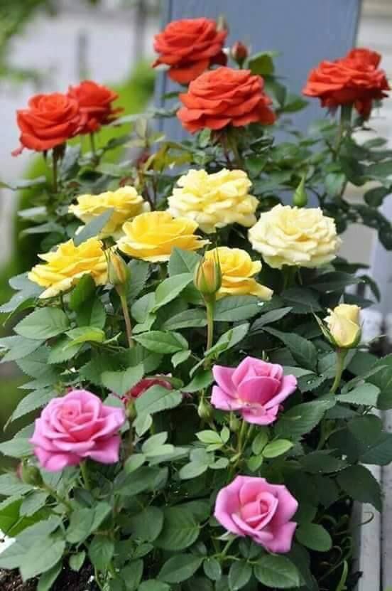 jomsee840's tweet photo. @um8387899101 Thank dear. Im 41 year https://t.co/5lZf4uuDfI