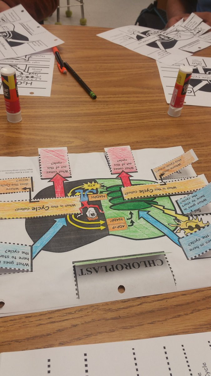 krob5570's tweet photo. It all goes down in the chloroplast! #chloroplast #cpbiology #ahsengagement https://t.co/3Z59ZQeqyX