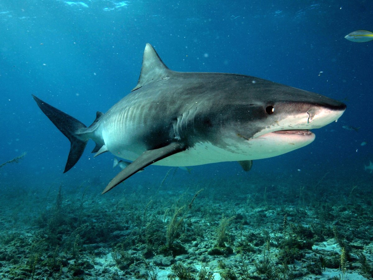 PADI_Travel's tweet image. RT @DrGuyHarvey: The #GHRI discovered tiger sharks undergo different types of migrations depending on their life-stage. Adults undergo annual round-trip migrations while smaller, immature sharks undergo only partial migrations!
GHRITracking.org  
#SaveOurSharks #GHOF