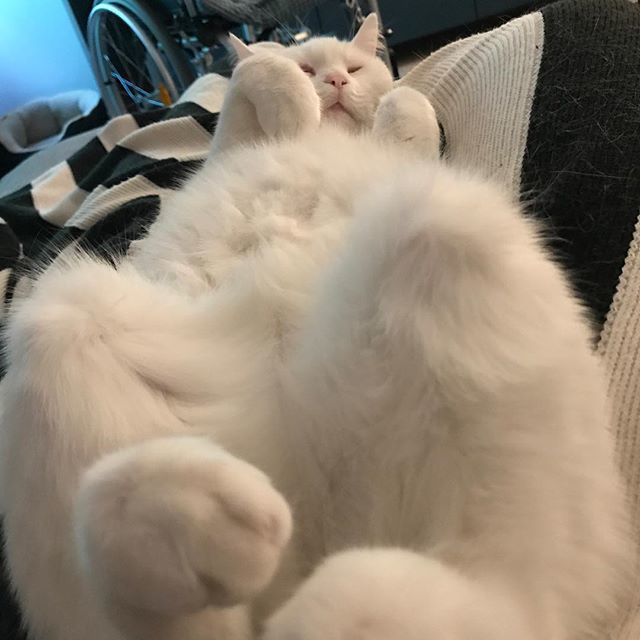 Paris__cats's tweet photo. The best view: belly fluff and a happy Ollie. ❤️ https://t.co/V9dAKIN91n
