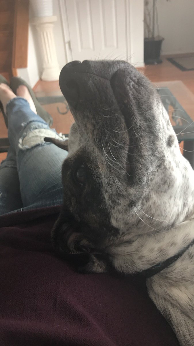 lee_lee617's tweet photo. She’s probably the most photogenic dog out there https://t.co/LSijHmOcUP