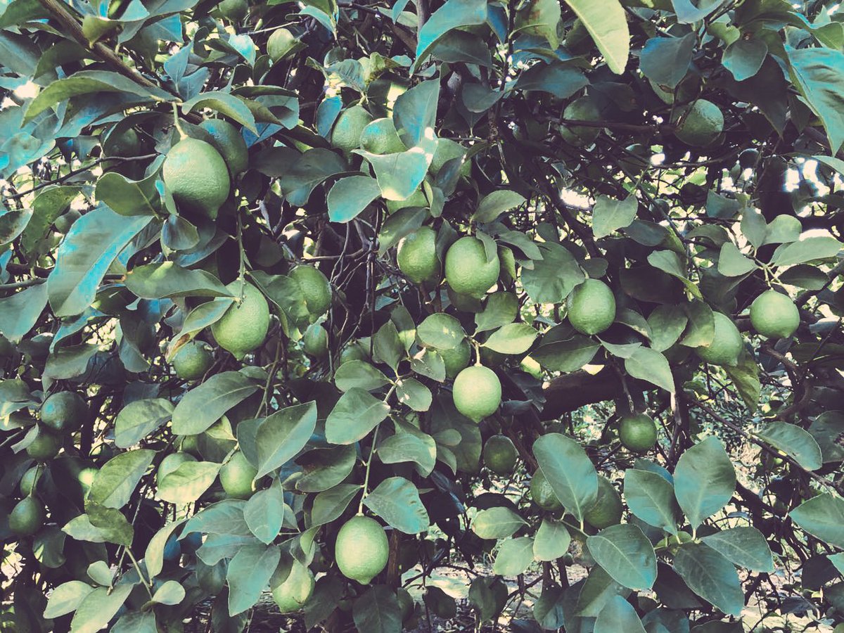 proagrosrl's tweet photo. Junto con @YaraArgentina realizamos un ensayo con el objetivo de mejorar la calidad de la fruta 🍊🍋 y el rendimiento del empaque. ¡Excelente jornada! #citrus https://t.co/rGbsUmDx5o