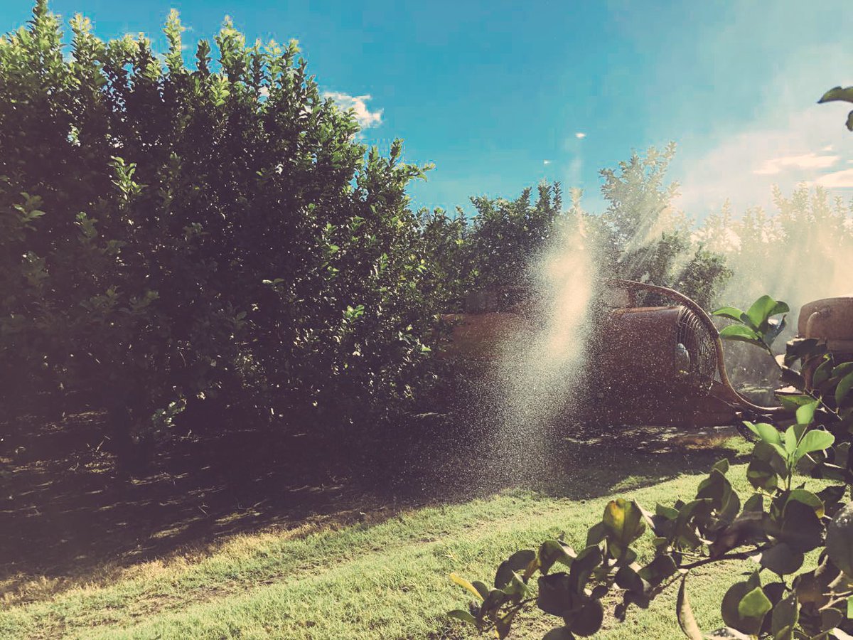 proagrosrl's tweet photo. Junto con @YaraArgentina realizamos un ensayo con el objetivo de mejorar la calidad de la fruta 🍊🍋 y el rendimiento del empaque. ¡Excelente jornada! #citrus https://t.co/rGbsUmDx5o