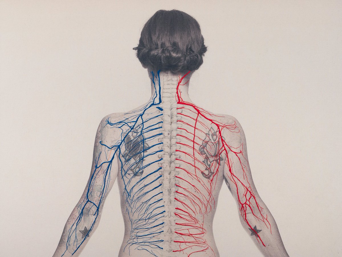 thisiscolossal's tweet photo. Self Portraits Embroidered With Images of Blood Vessels, Bones, and Muscle Tissue by Juana Gómez https://t.co/Fo7vus9zpF https://t.co/WYU1FC1lcz