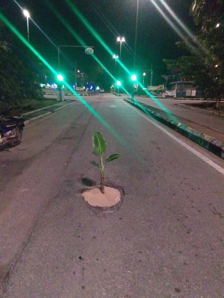 IsskndarAriffin's tweet photo. Sapa pulak yang tanam pokok pisang atas jalan depan stadium ni oi 😂😂😂😂😂😂😂😂😂 https://t.co/OS1eJjji31