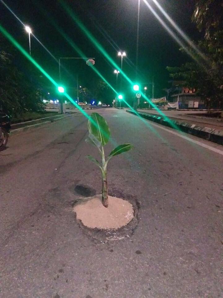 IsskndarAriffin's tweet photo. Sapa pulak yang tanam pokok pisang atas jalan depan stadium ni oi 😂😂😂😂😂😂😂😂😂 https://t.co/OS1eJjji31