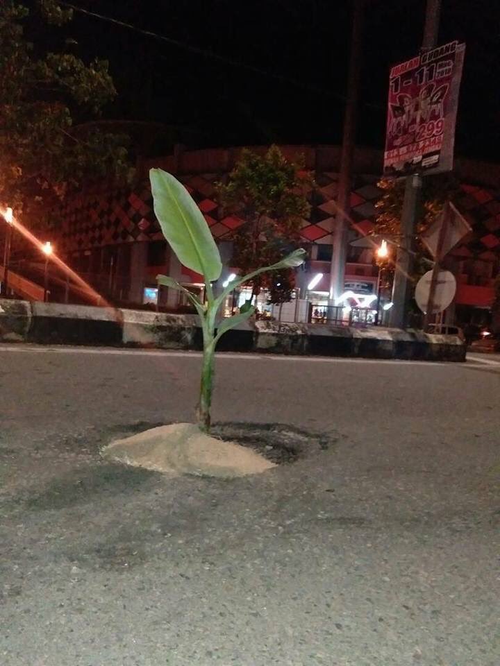 IsskndarAriffin's tweet photo. Sapa pulak yang tanam pokok pisang atas jalan depan stadium ni oi 😂😂😂😂😂😂😂😂😂 https://t.co/OS1eJjji31