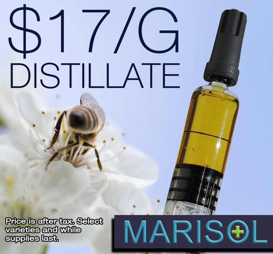 MarisolGardens's tweet image. Whole grams of distillate for only $17!!! 🐝 🐝 🐝 #seedtoscience #distillate #cannabis