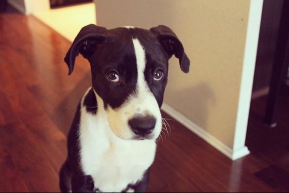FirstMatePet's tweet photo. Charlie The Mini Dane knows how to work those puppy dog eyes 😍🐕 #myfirstmate #puppydogeyes #greatdane #dogsofinstagram #dogs #puppy #greatdane #greatdanepuppy #rescuepup #rescuedog #adoptdontshop #cute #puppylove #minidane #pet #dogadventures #greatdanesofinstagram #instadane https://t.co/pI5YGAxoyC