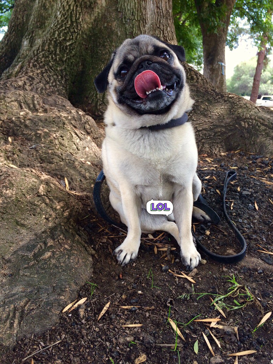A little late combo shot of #TOT &amp; Weinie Out Wednesday #WOW !The warm weather is so exciting!😊👍🏻 #SpringTime @pug_lou @HumphreyPug <a href="/amylove88/">Prudy, Gertie & Mimi's Mom</a> <a href="/TheRealKPR/">KPR</a> @ChelseaPug <a href="/Lil_Fen/">Baker</a> <a href="/lexao3/">Deplorable Kevin</a> <a href="/MadleeRage29/">The Gilly Grumble 🐾Here to cause chaos 24/7 🤪</a> @jwgower <a href="/PugNugg/">Nugget</a> <a href="/PugRescueofFL/">PugRescueofFlorida</a> <a href="/cfpugs/">CF Pug Rescue</a> <a href="/snuggle_pugs/">❤️🐾The Snuggle Pugs🐾❤️</a> <a href="/carlypug/">Angel Carly 🌈 & Lily 🐾🇨🇦</a> <a href="/BruceTheBully/">Bruce the Bully & The Girlies</a>