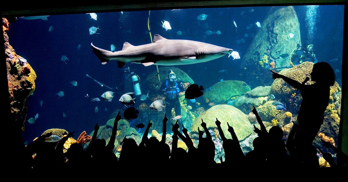 ColdStoneChatt's tweet photo. There are new exhibits at the #TennesseeAquarium with fun, new animals for you and your #family to enjoy! #ChattaFanatics #Entry - https://t.co/06r8A6tnxb https://t.co/hbdteKG44o