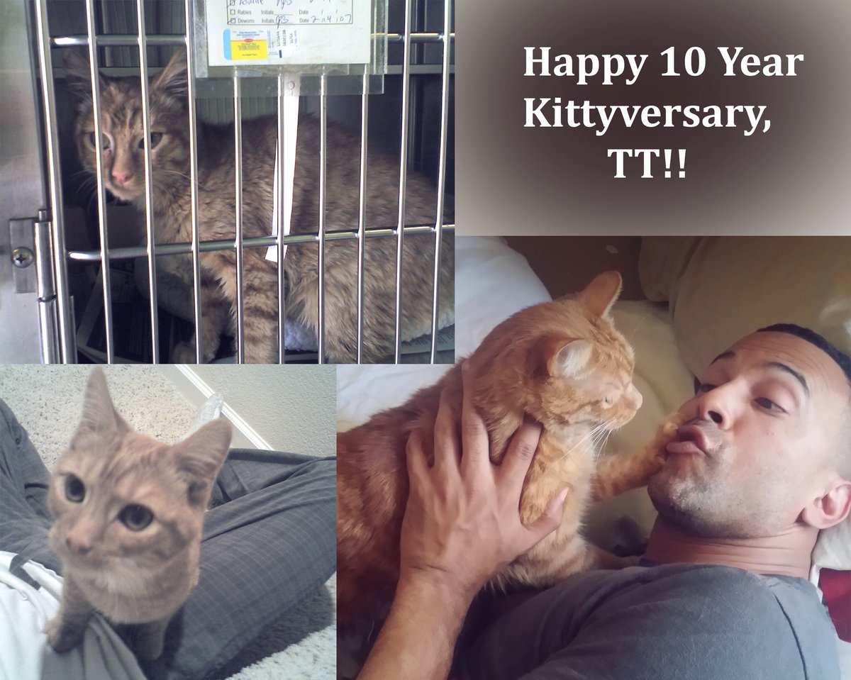 TroyForteIV's tweet photo. I adopted TT 10 years ago today ๐ปHappy 10-Year kittyversary, TT! ๐ #Kittyversary #CuteCat https://t.co/T45GWF3pyK