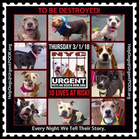 TO BE DESTROYED 03/01/18 - 
 
newhope.shelterbuddy.com/Animal/List
 
To rescue a Death Row Dog, Please read...
nycdogs.urgentpodr.org/to-be-destroye…