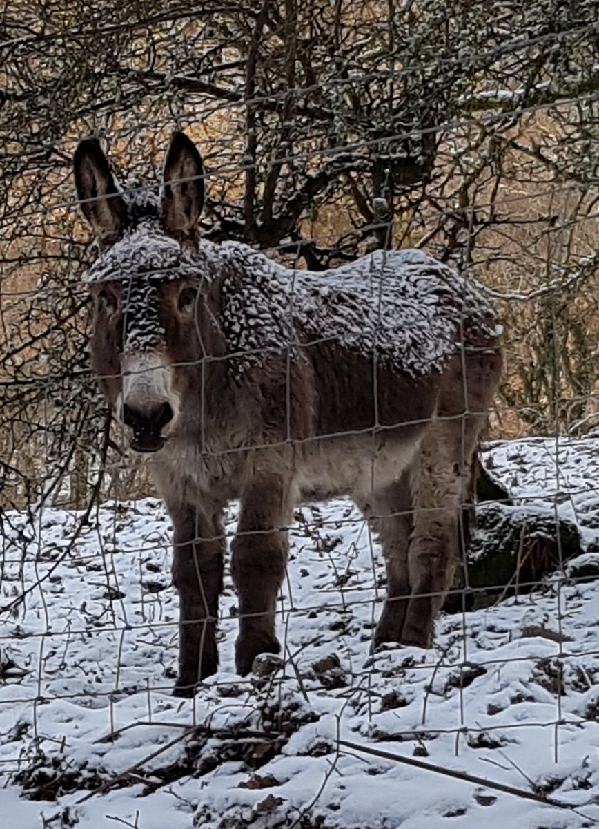 xelw1x's tweet photo. Donkey is not impressed! #beastfromtheast https://t.co/3ceYTxntGR