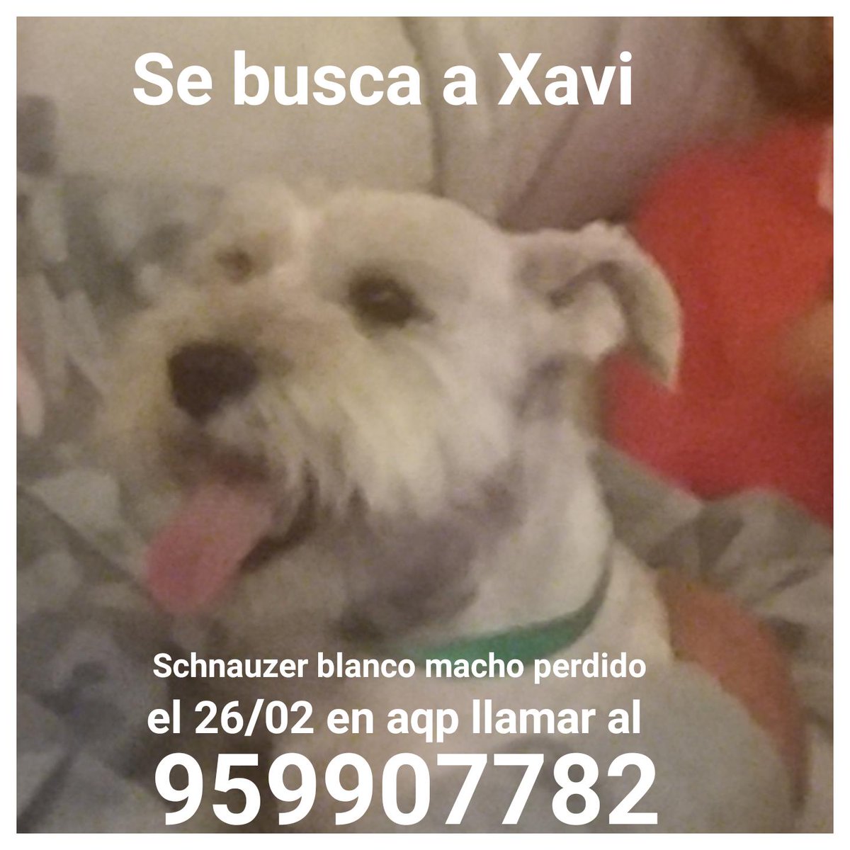 PamDeza's tweet photo. @IsraDreyfus @IsraDreyfus por favor ayúdame a compartir está imagen para encontrar a mi perrito https://t.co/GLDdnGXMZT