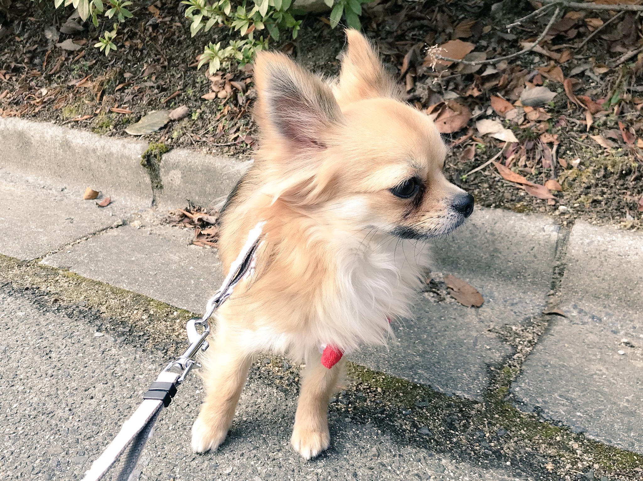 おれちろチワワ Orechiro Twitter