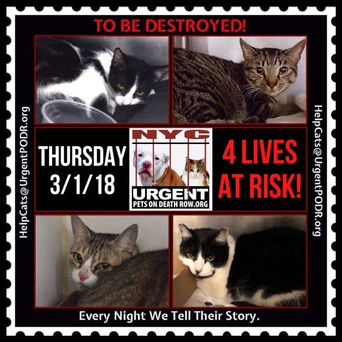 TO BE DESTROYED 03/01/18 
 
Please share
View tonight’s list here: http:// nyccats.urgentpodr.org tbd-cats-page/. The shelter closes at 8pm. Go to the ACC we... nyccats.urgentpodr.org/to-be-destroye…