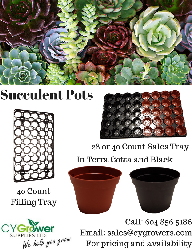 CYGrowers's tweet photo. Succulents are all the rage right now! We have great 2" pots, filling trays, and shipping/display trays. Call 604 856 5186 or email sales@cygrowers.com for more pricing and availability. #cygrowers #succulents #growing #growers #greenhouse #gardening #garden https://t.co/VQgiouMDYI