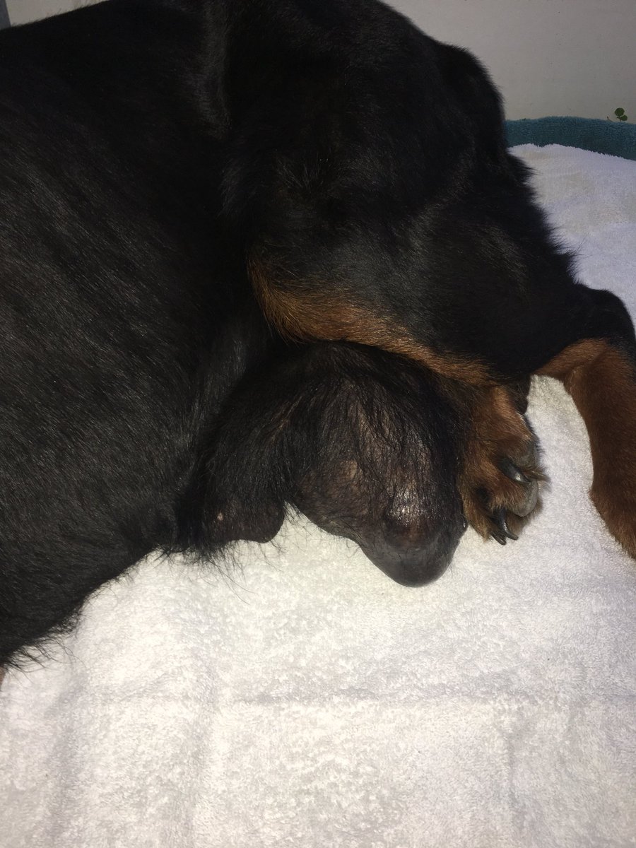 ᴍʏᴅᴀ tweet media