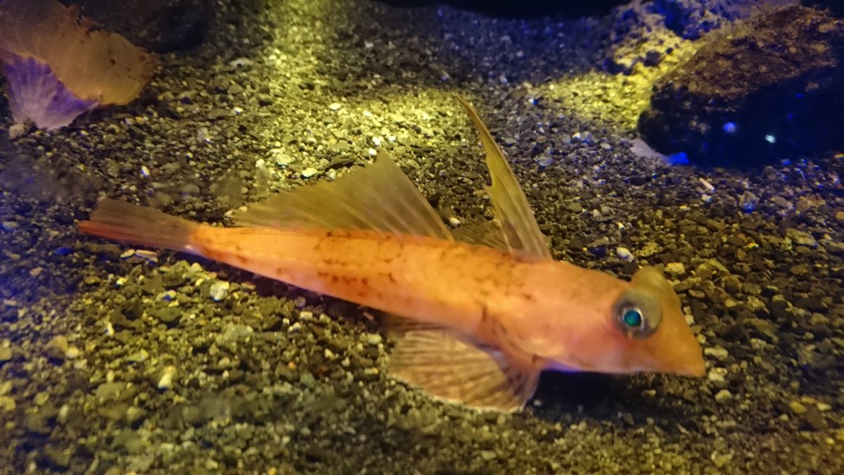 NumazuDeepsea's tweet photo. ベニテグリって品があるよね✨ https://t.co/6lu5XyyjZo