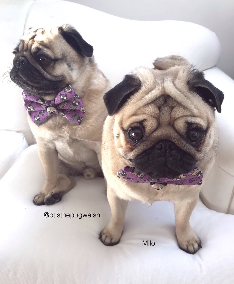 Sorry guys, we sadly have to miss #pugchat to finish our pug taxes. Otis is even more bummed than me! 😔-Milo