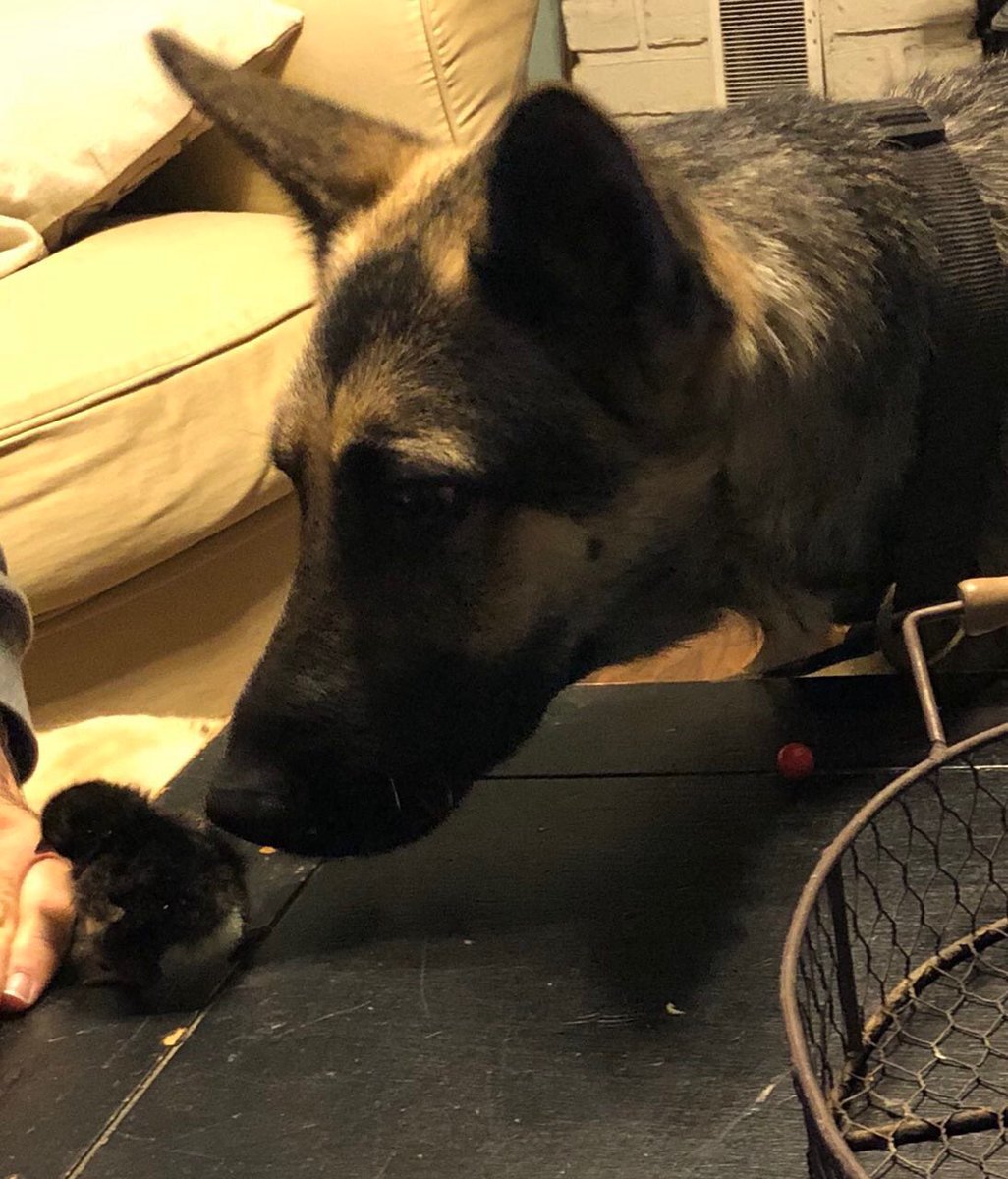 amauigirl's tweet image. XFACTOR Justine ❤️’s making friends &amp;amp; sales!! #NCAXFACTORS #WESTIHX