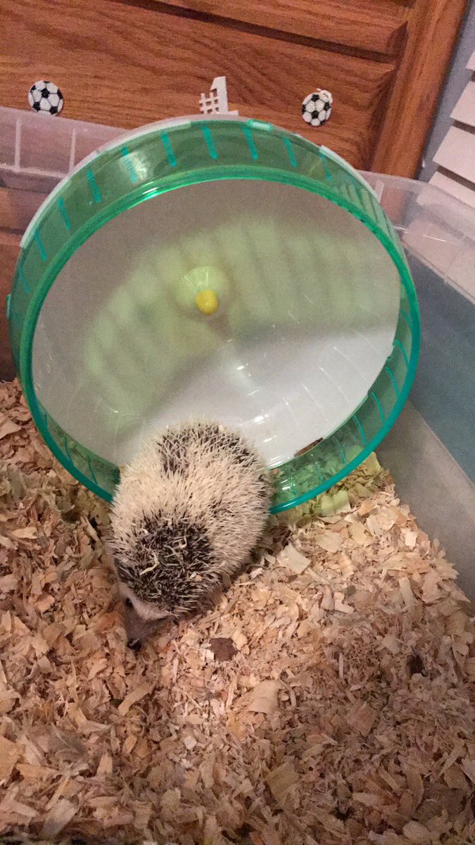 bekah3000's tweet photo. If anyone knows me then they know this is heartbreaking. My sweet hedgie, Penelope, died today. She enjoyed running on her wheel, eating cat food, baths, and pooping on me. She was a brat most of the time but still the most interesting pet I've owned. Thanks for the memories❤️ https://t.co/Lh4o3kkQeu