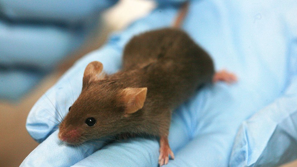koconews's tweet photo. Researchers say they have successfully reversed Alzheimer’s in mice https://t.co/uTP222G60U https://t.co/UEZsz2dl7p