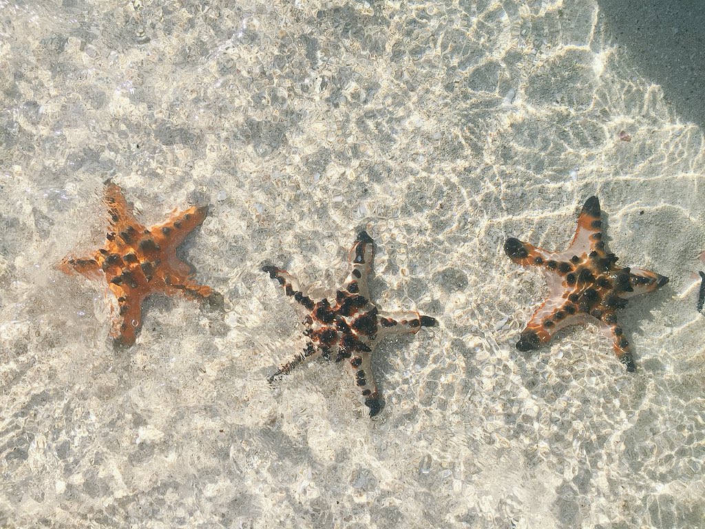 keibimaru09's tweet photo. Starfish Island #bucketlist https://t.co/1pZ7CpzC3E