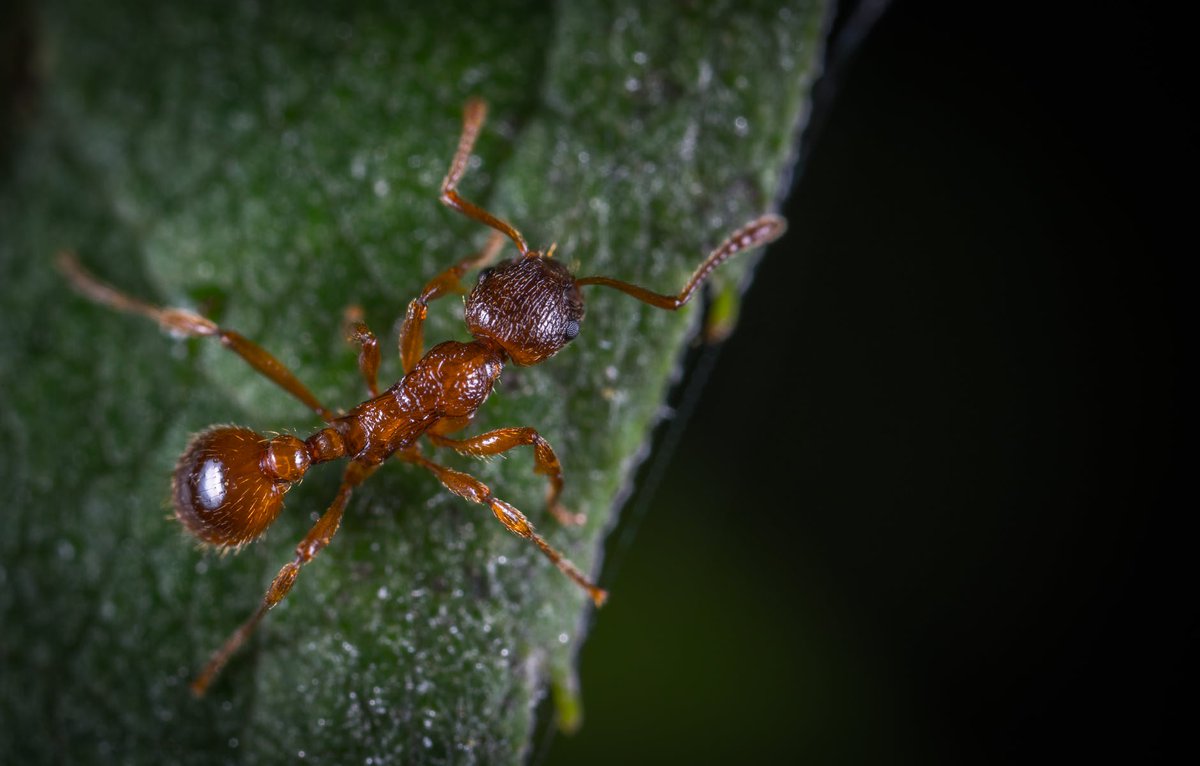 EnviroCareOC's tweet photo. The most famous pest of all time is...you guessed it The Ant! Some pests are hard to avoid, and we'll always see them around (but hopefully not inside the home!) https://t.co/Ty38uINuXj
