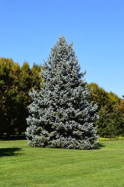 Who said that Bruce Spruce’s were only for Christmas season...😝