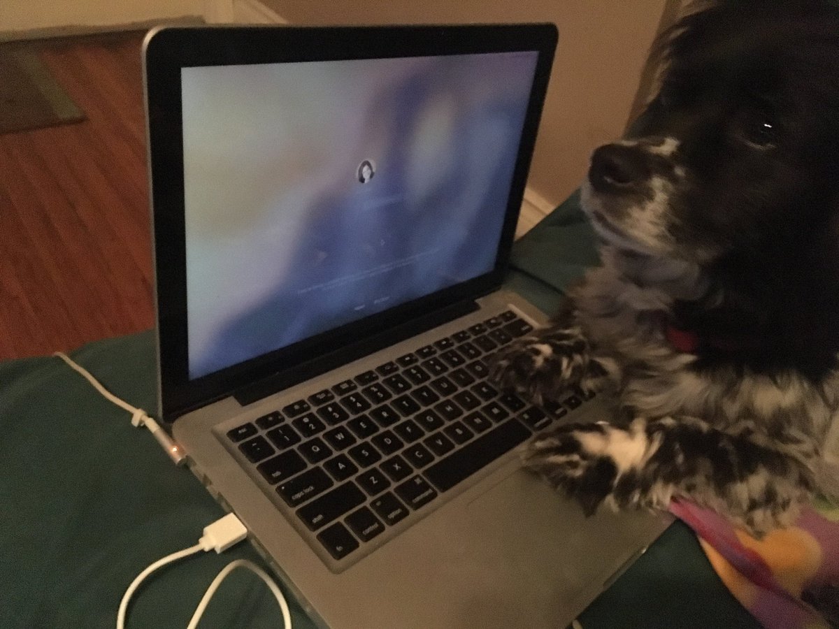 AprilEEden's tweet photo. Canโt figure out what Iโm doing wrong?! #mac #DoggyProblems #wrongpassword #dogsoftwitter #ScruffyTheDog @InspiringCANADA #Computers #computerrepair https://t.co/bMqhnnWg2z