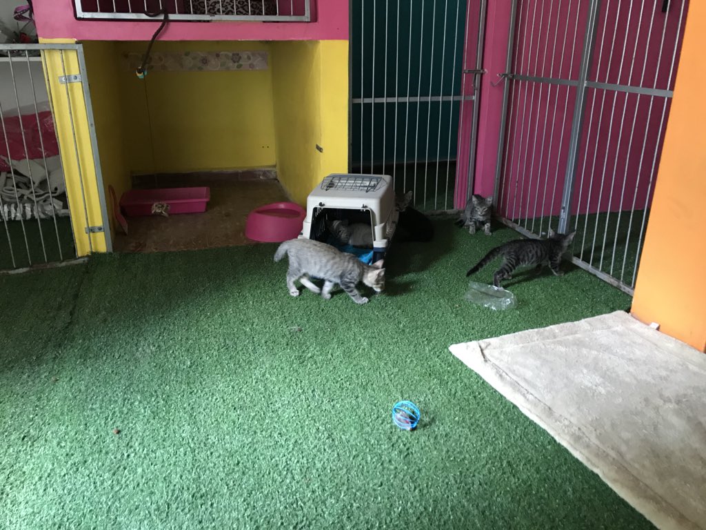 Landvet's tweet photo. Kínder de gatitos ! #pethotel #landvet #cats https://t.co/jSXIQ5Ug6G