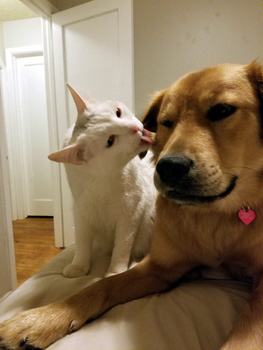 Amber_3103's tweet photo. #dogsoftwitter #catslovedogs #CatsOfTwitter #bestfriends https://t.co/fwbjUJENh0
