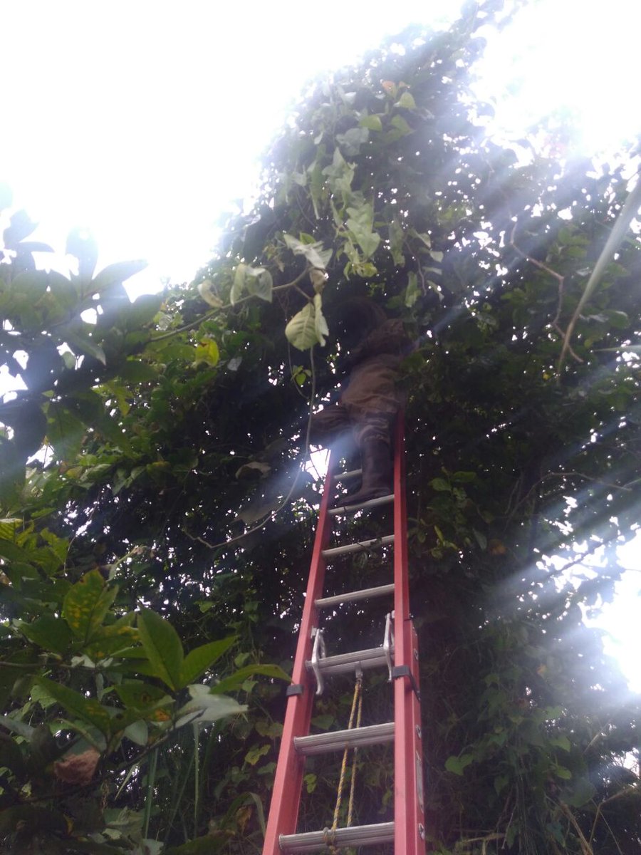 CBVAnolaima's tweet image. #BomberosAnolaimainforma #Apicontrol
Se realiza apicontrol dentro de la Institución Educativa Departamental Carlos Giraldo. 
Son puestas en un cajón porta núcleos y trasladadas a un apiario de la vereda La María. Atiende máquina de desplazamiento rápido con 4 unidades.