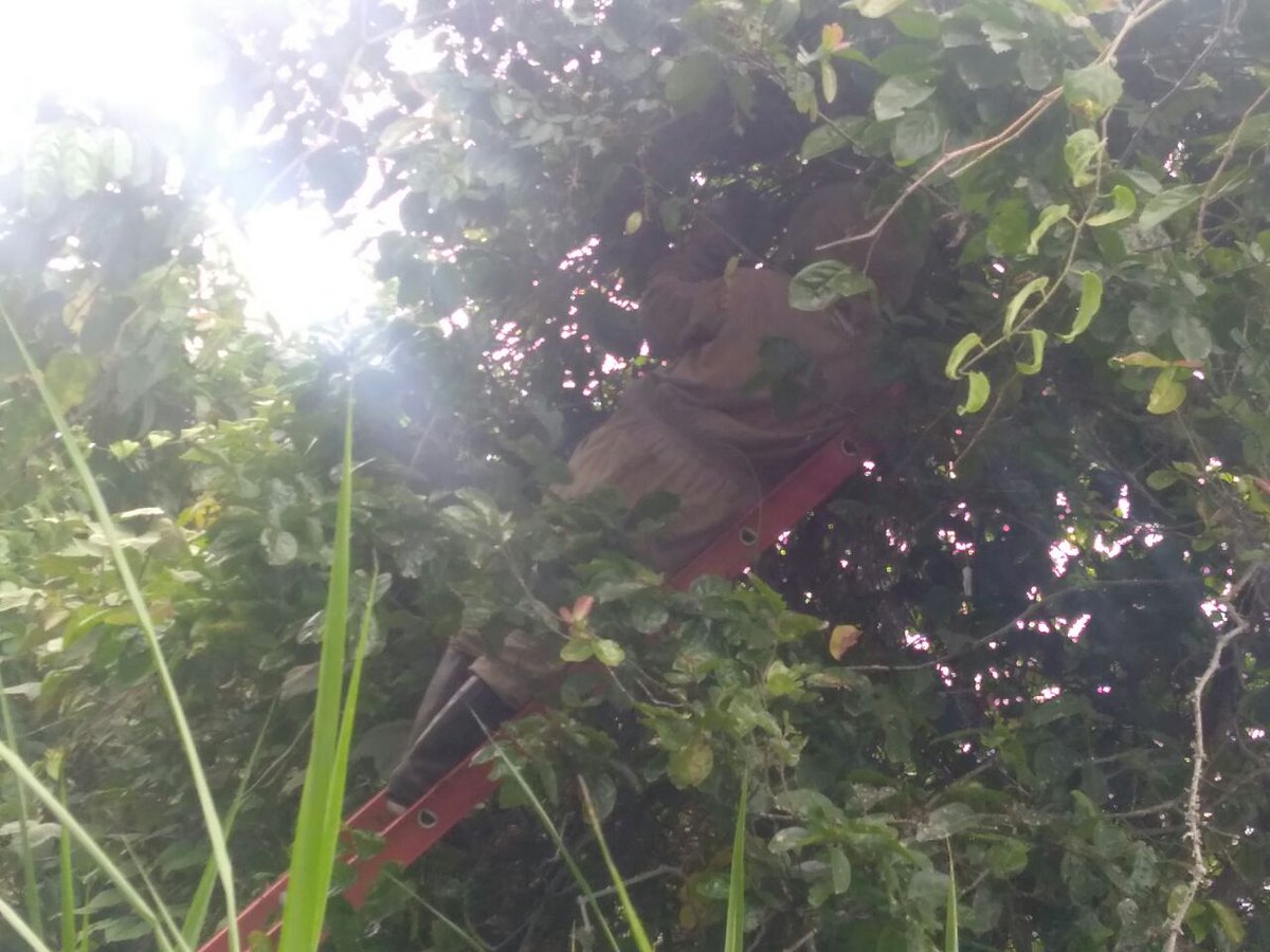 CBVAnolaima's tweet image. #BomberosAnolaimainforma #Apicontrol
Se realiza apicontrol dentro de la Institución Educativa Departamental Carlos Giraldo. 
Son puestas en un cajón porta núcleos y trasladadas a un apiario de la vereda La María. Atiende máquina de desplazamiento rápido con 4 unidades.