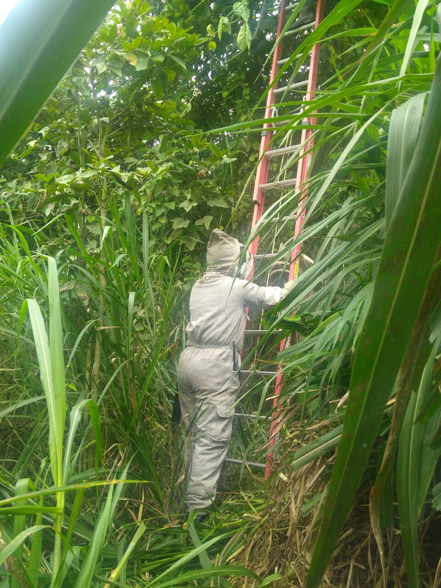 CBVAnolaima's tweet image. #BomberosAnolaimainforma #Apicontrol
Se realiza apicontrol dentro de la Institución Educativa Departamental Carlos Giraldo. 
Son puestas en un cajón porta núcleos y trasladadas a un apiario de la vereda La María. Atiende máquina de desplazamiento rápido con 4 unidades.