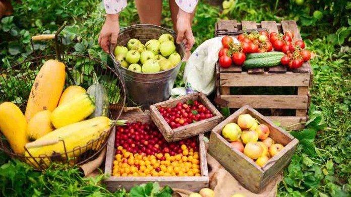 Ministério da Agricultura lança plano específico para o setor de frutas revistaplantar.com.br/ministerio-da-…