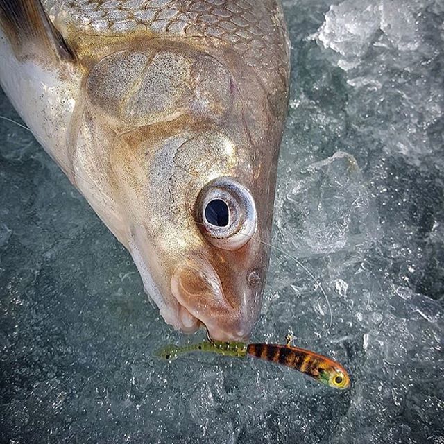 Lunkerhunt_fish's tweet photo. The Lunkerhunt Nose Down Jig tipped with a Spade Grub is deadly for late ice whitwfish and perch. It is also deadly in early season open water conditions #Lunkerhunt #NoseDownJigs #SpadeGrub #lateice #icefishing #springfishing #besafeoutthere https://t.co/Wa0fi8B73g https://t.co/WByX7hSTzj