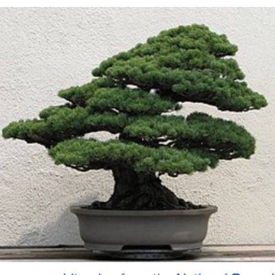 Milwaukee Bonsai Society tweet media