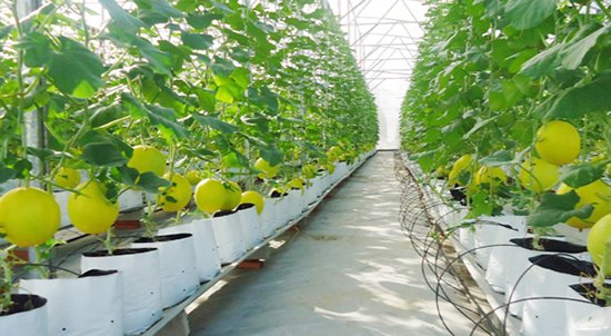 Hanoitimes2's tweet photo. Vietnam, France enhance cooperation in organic agriculture development #Vietnam #France #organic #agriculture #cooperation #VietGap #GlobalGap #EU
https://t.co/UbG7SqDlZ2 https://t.co/OCUaKO0Ffi