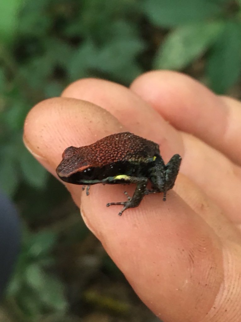 ColinMacfarla10's tweet photo. The flashy #Ecuador poison #frog (Ameerega bilinguis) will carry hatched tadpoles from leaf litter to a nearby stream or pond on it’s back. A fun find on a #nature hike with great guests in the #Amazon @eden_amazon #WildlifeWednesday #funfrogfacts https://t.co/6mdtdlfJtB