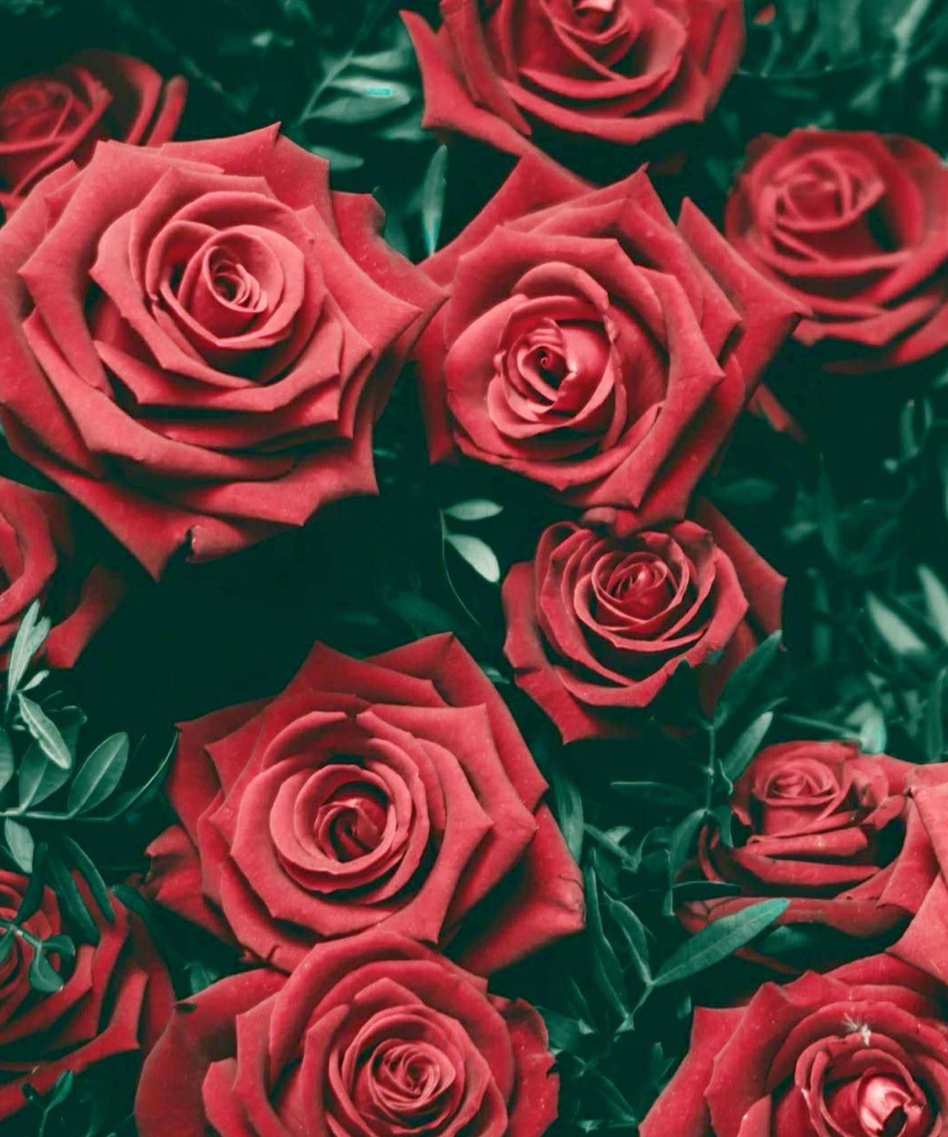 Fact Maniac on Twitter "Apples, peaches, plums, strawberries, raspberries, cherries and almonds