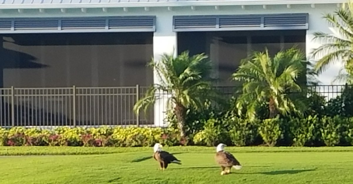 The elusive double eagle spotted this evening on the 11th tee at <a href="/TalisPark/">Talis Park</a>